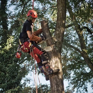 Résultat final impeccable après un service d'abattage d'arbres