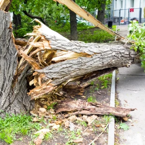 Équipe expérimentée effectuant un abattage d'arbres dans le département 71