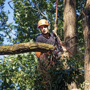 Sécurité et efficacité lors de nos services d'abattage d'arbres